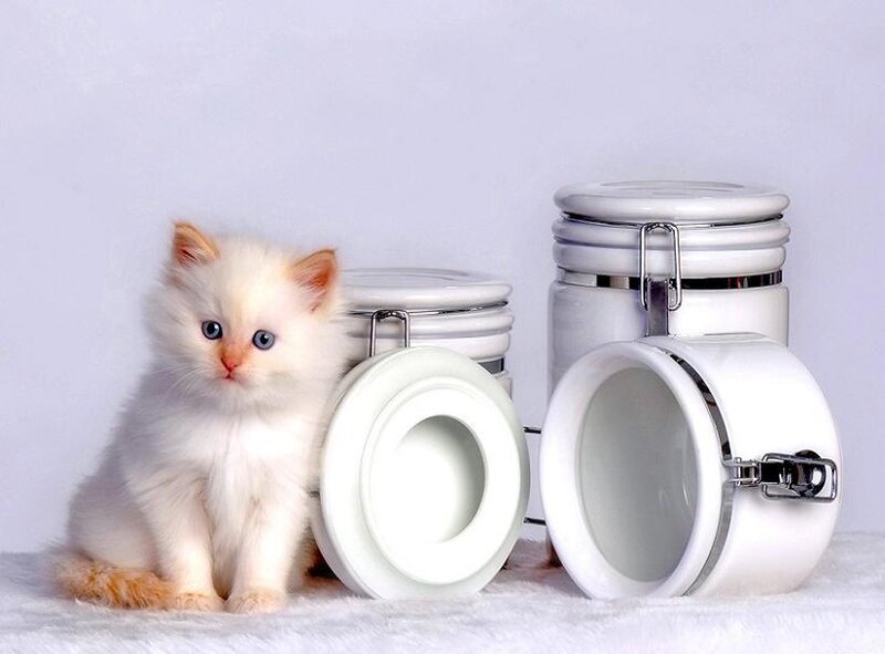 fluffy kitten with jars
