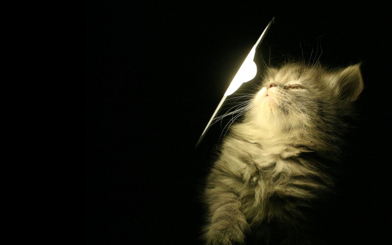 Fluffy Kitten with Light — Black