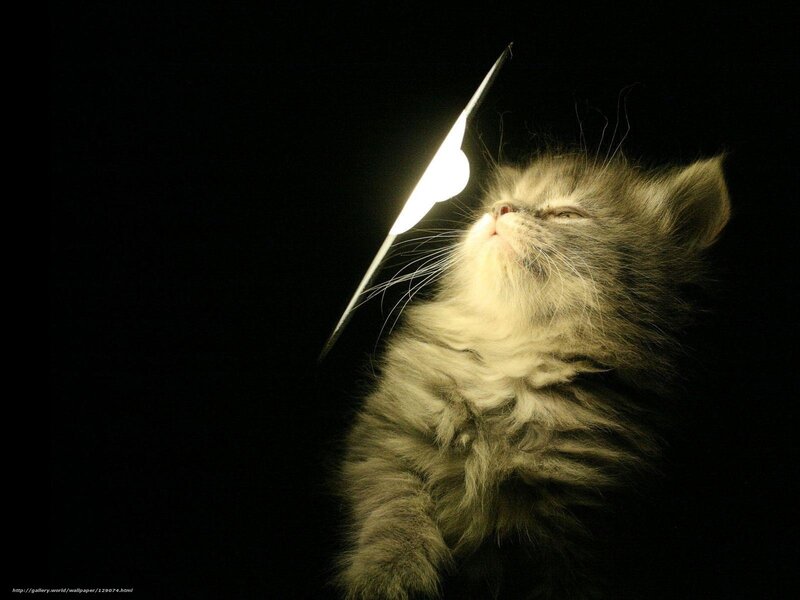 Fluffy Kitten with Light