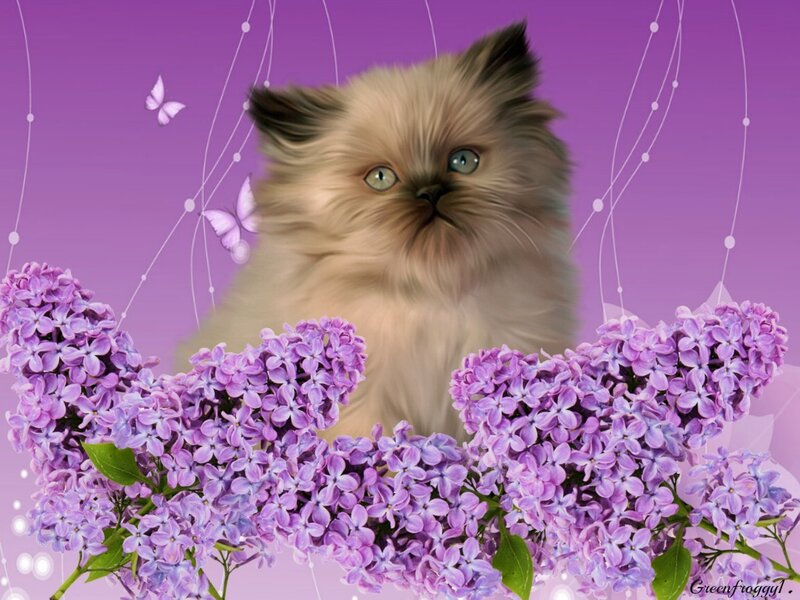 Fluffy Kitten with Lilacs