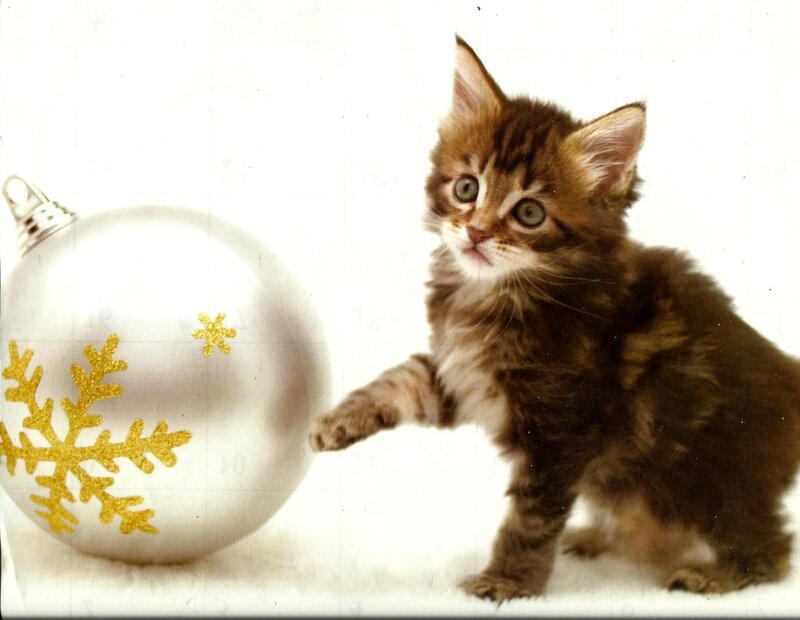 Fluffy Kitten with Ornament