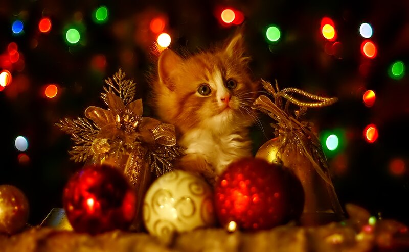 Fluffy Kitten with Ornaments