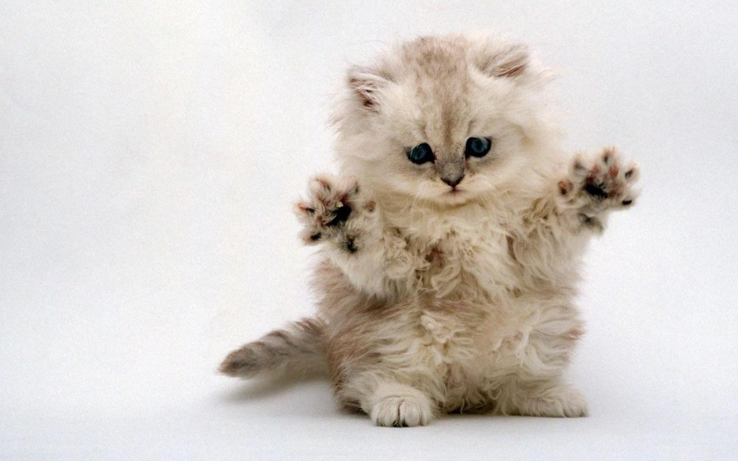 fluffy kitten with paws up