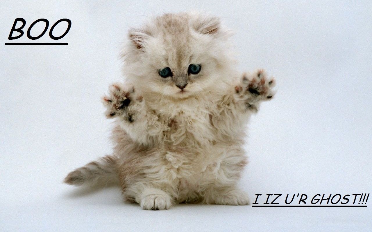 fluffy kitten with paws up