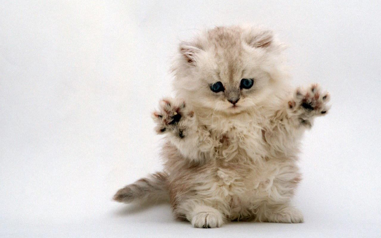 fluffy kitten with paws up