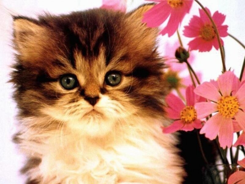 fluffy kitten with pink flowers