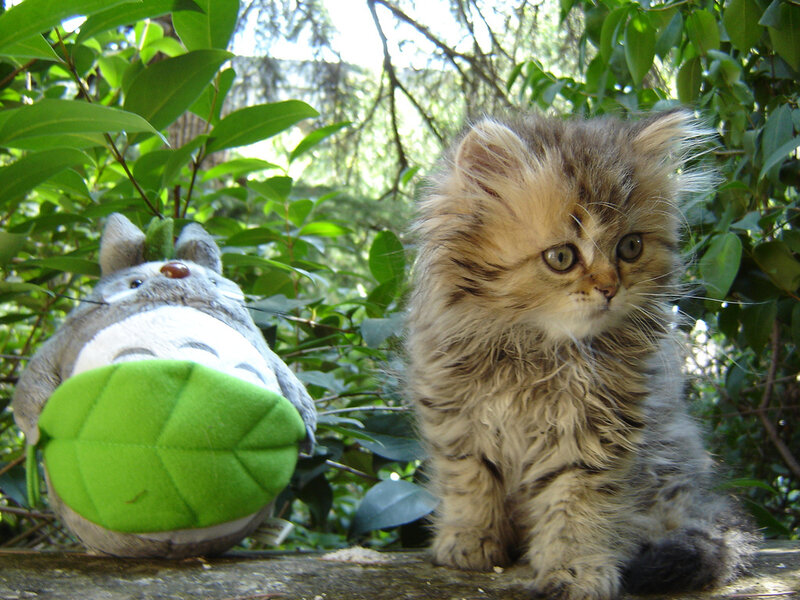 Fluffy Kitten with Plush Toy