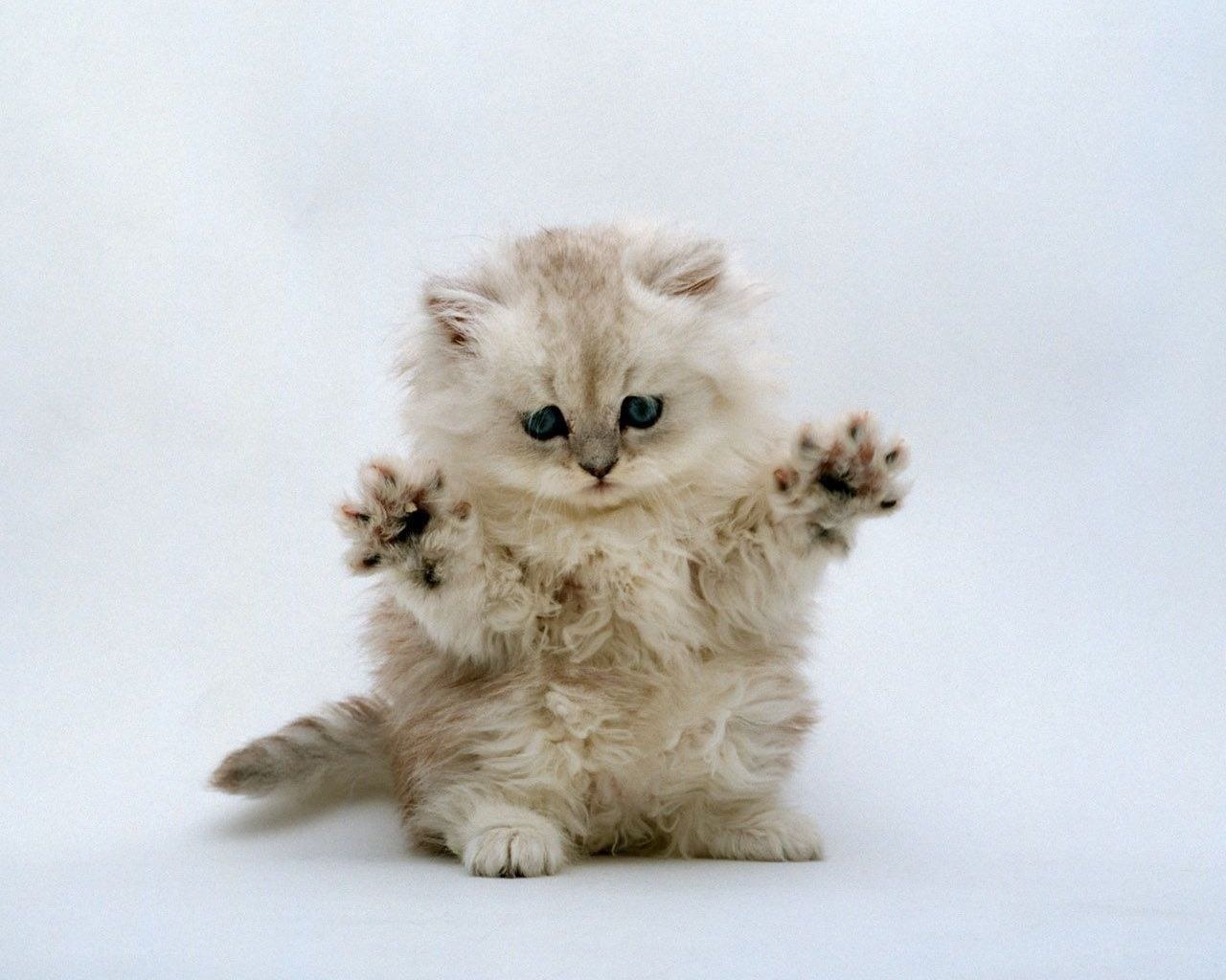 fluffy kitten with raised paws