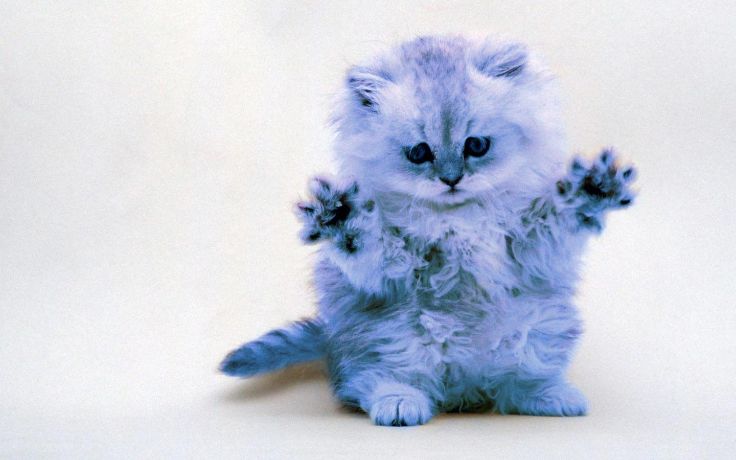 fluffy kitten with raised paws