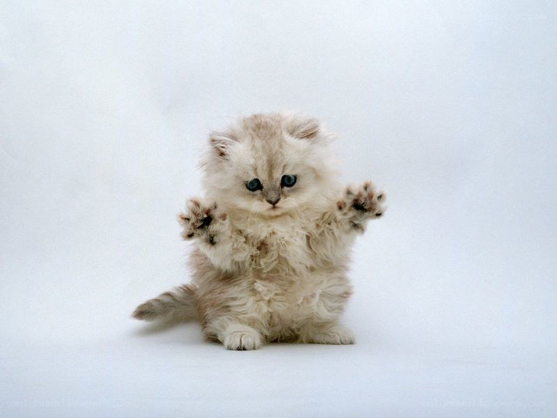 fluffy kitten with raised paws