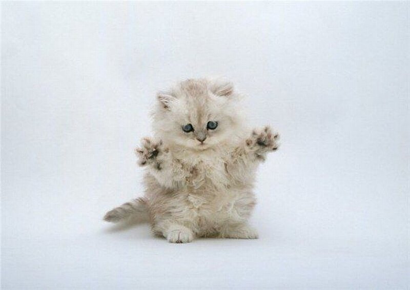 fluffy kitten with raised paws