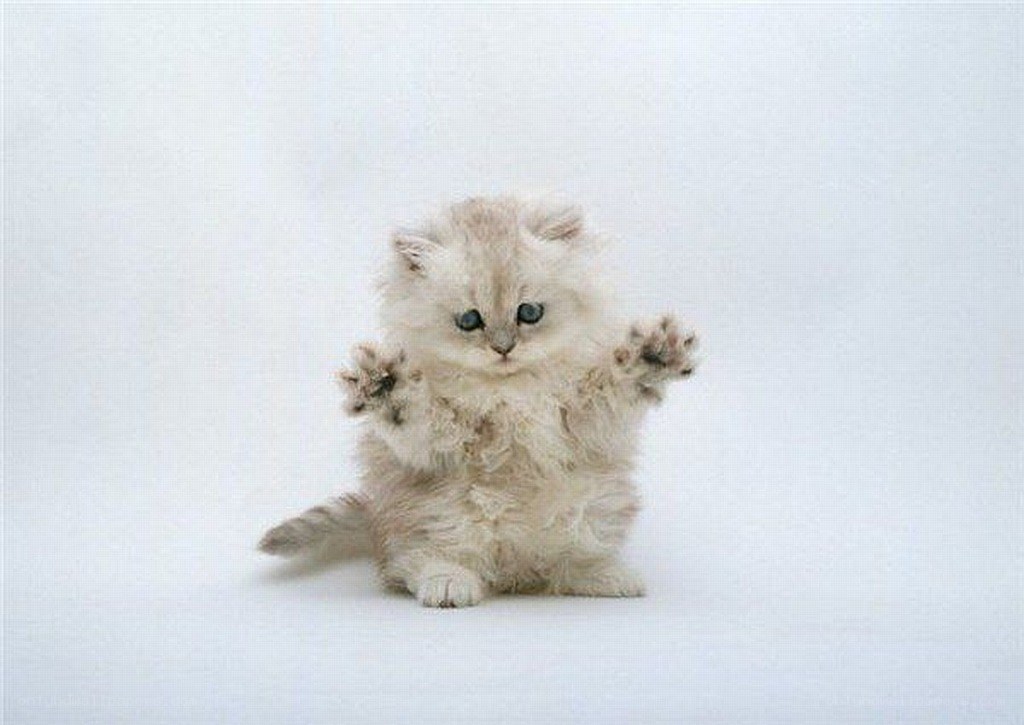 fluffy kitten with raised paws