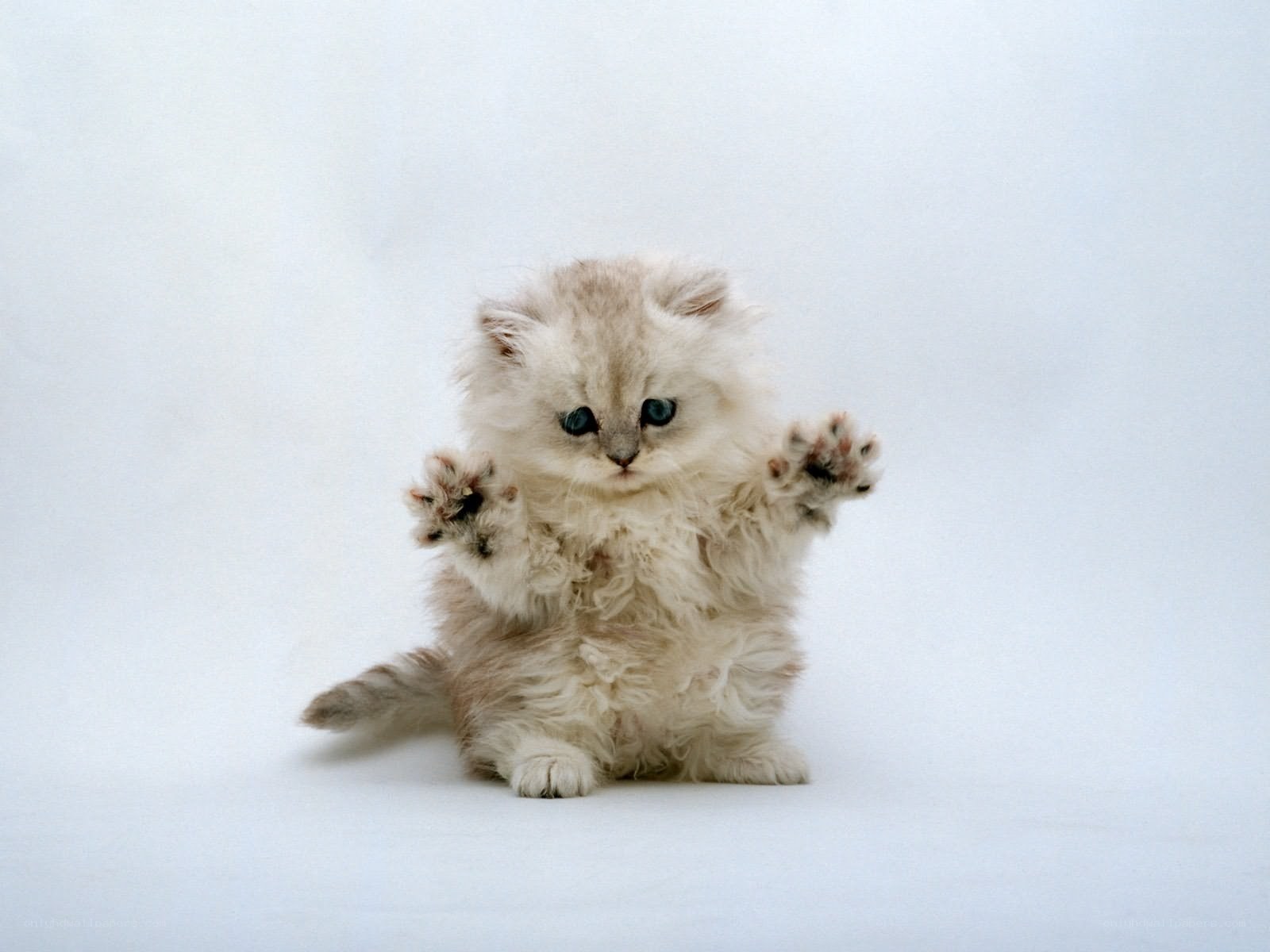 fluffy kitten with raised paws