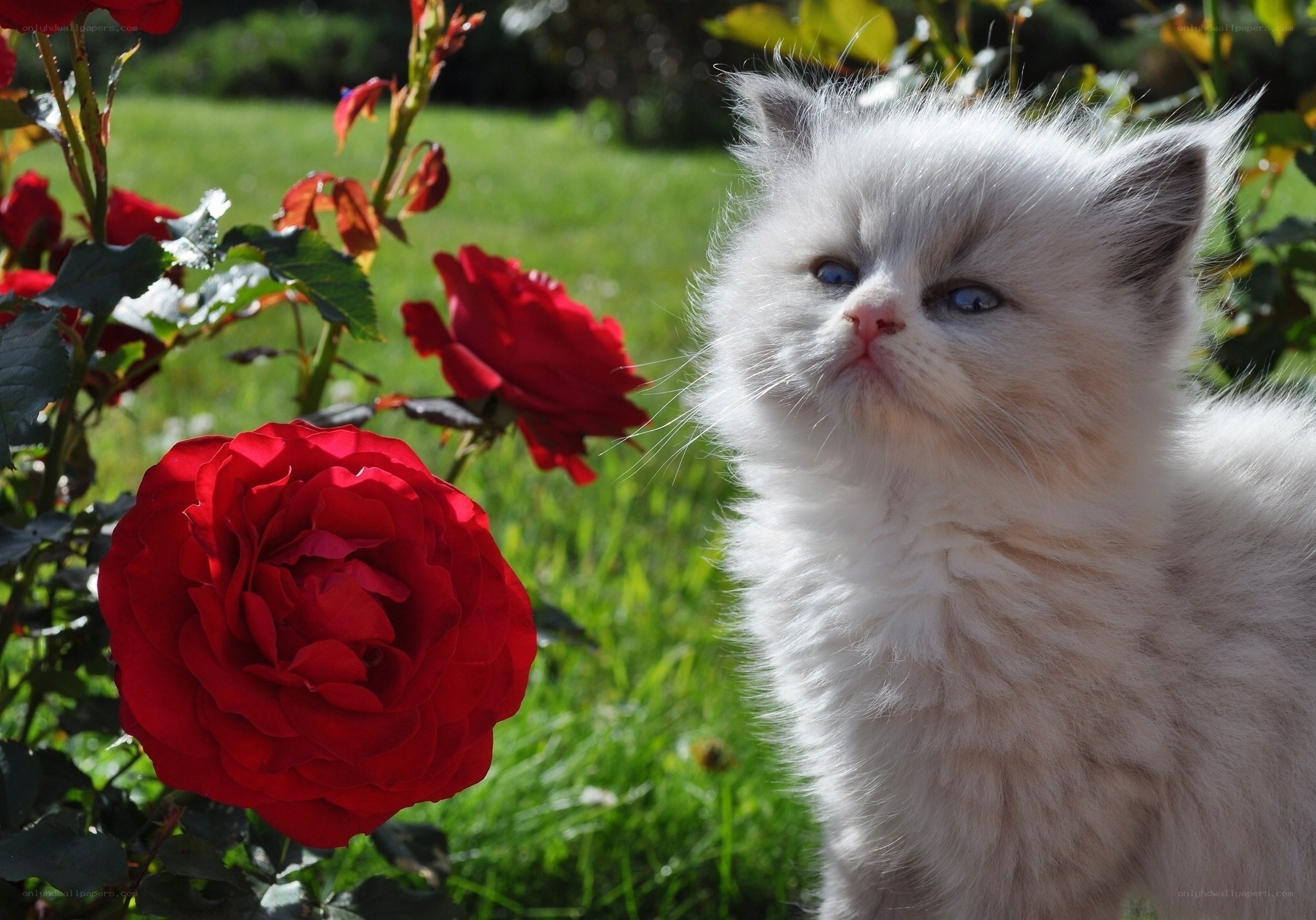 Fluffy kitten with red roses