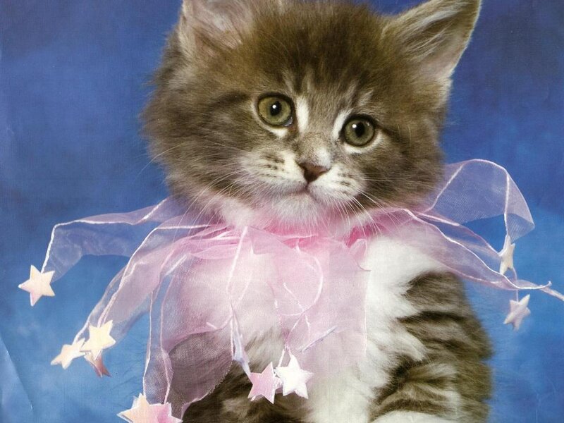 Fluffy Kitten with Ribbon — Brown, Innocent
