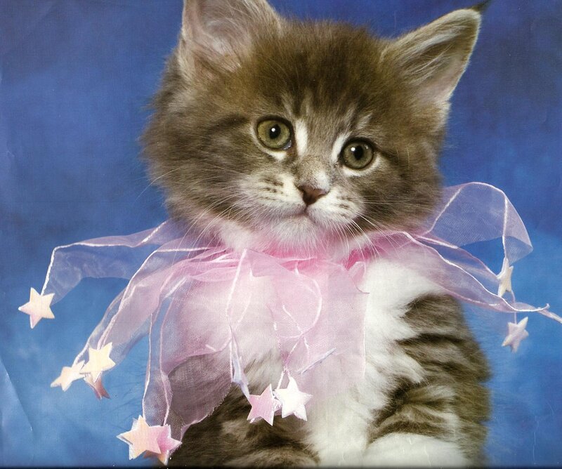 Fluffy Kitten with Ribbon — Brown