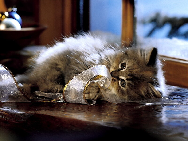 fluffy kitten with ribbon