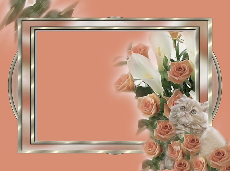 Fluffy Kitten with Roses — Peach