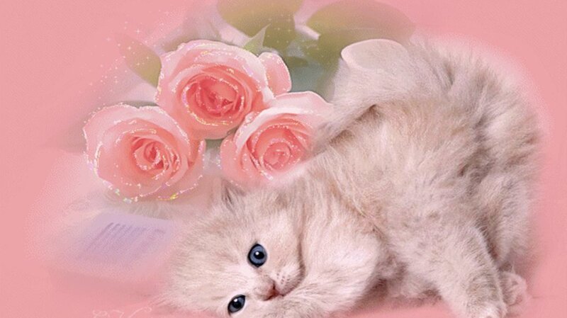 Fluffy Kitten with Roses — Pink