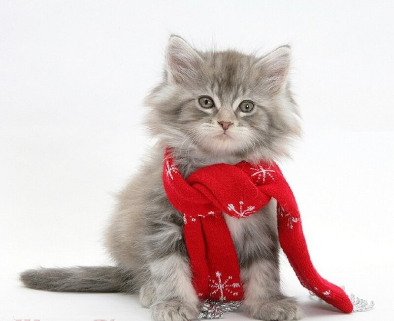 Fluffy Kitten with Scarf