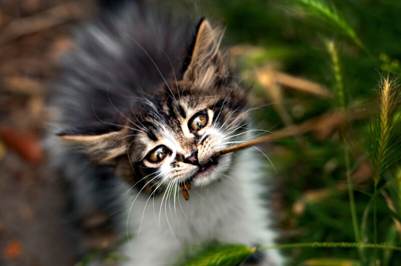 Fluffy Kitten with Stick