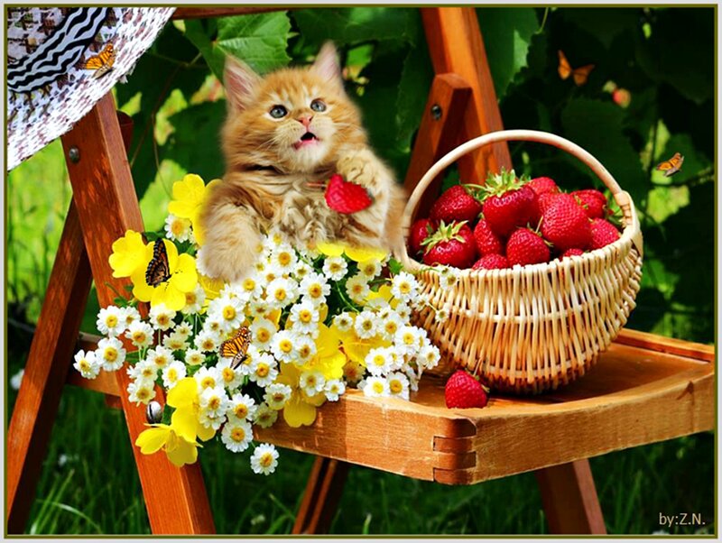 Fluffy Kitten with Strawberries