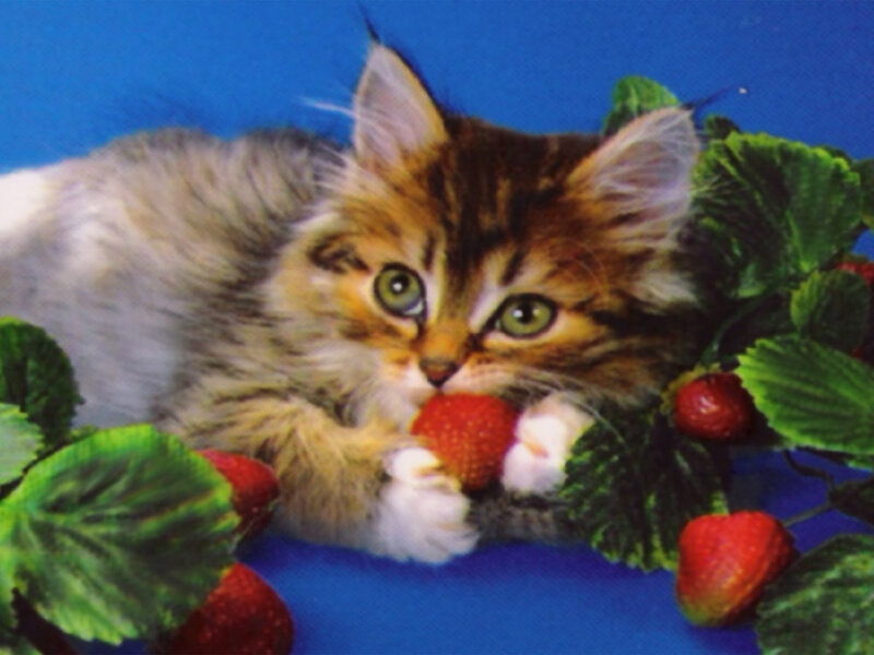 Fluffy Kitten with Strawberry