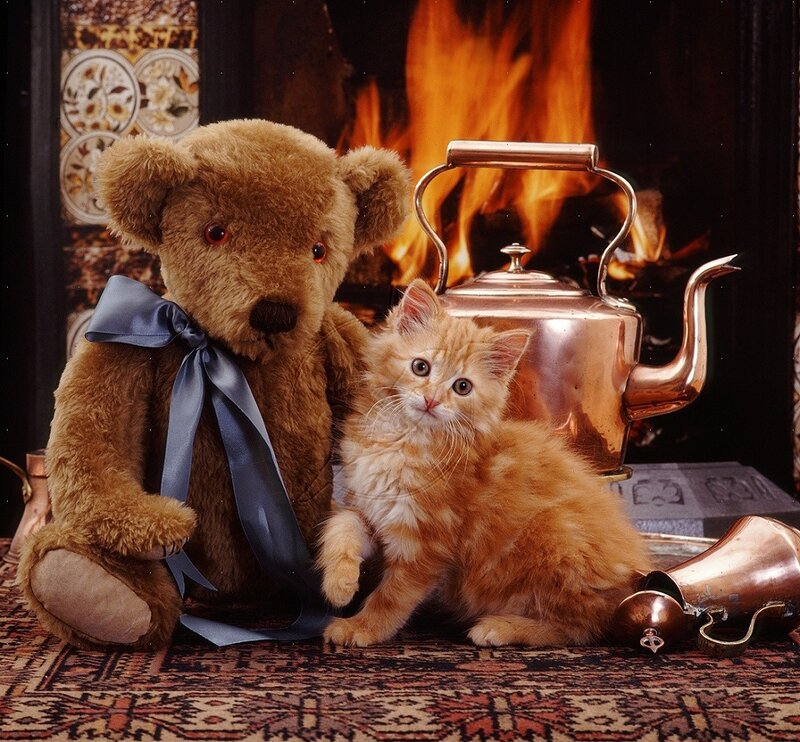 Fluffy Kitten with Teddy Bear — Brown