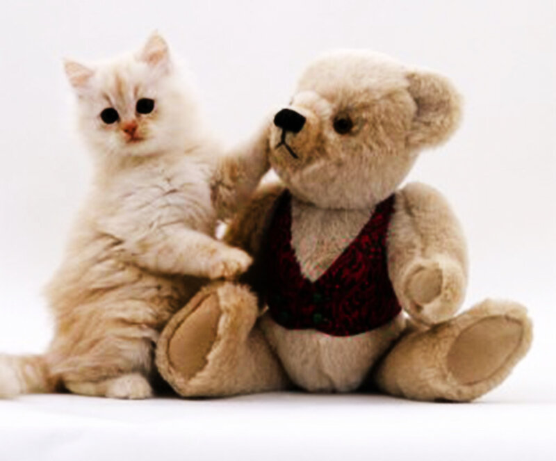 Fluffy Kitten with Teddy Bear
