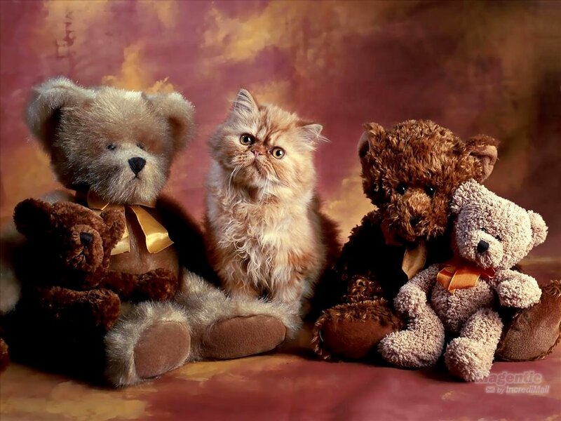 Fluffy Kitten with Teddy Bears