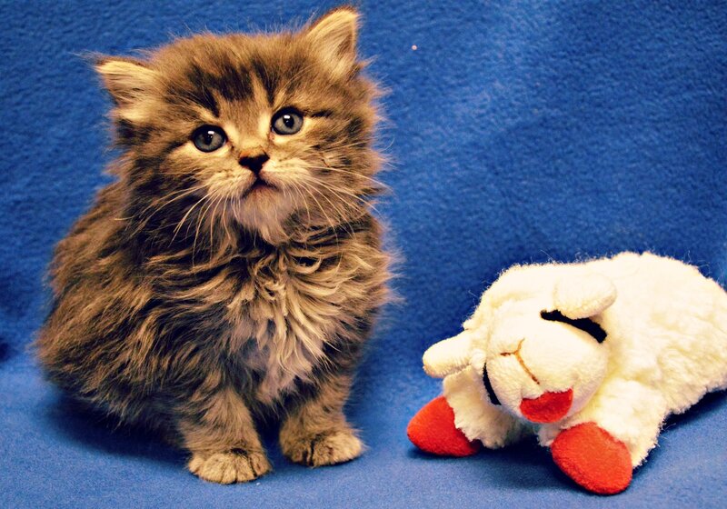 Fluffy Kitten with Toy — Blue