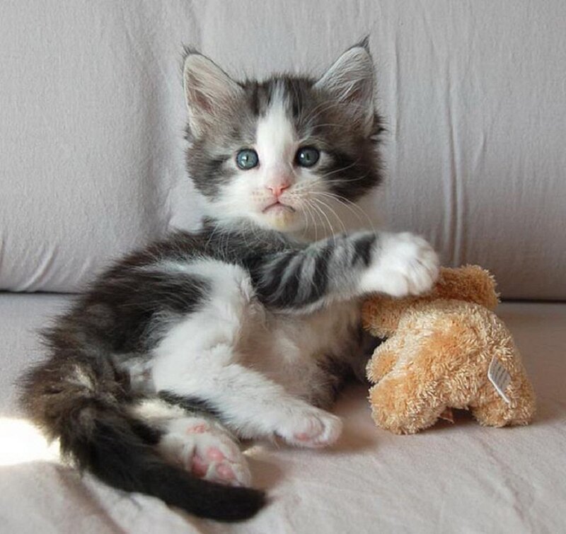 Fluffy Kitten with Toy — Gray