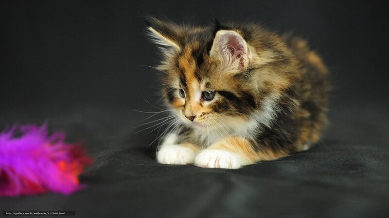fluffy kitten with toy