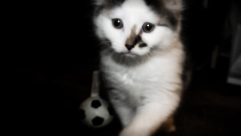 Fluffy Kitten with Toy — White