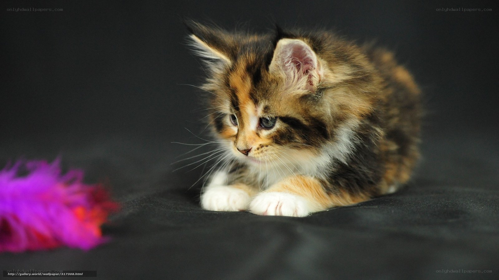 fluffy kitten with toy