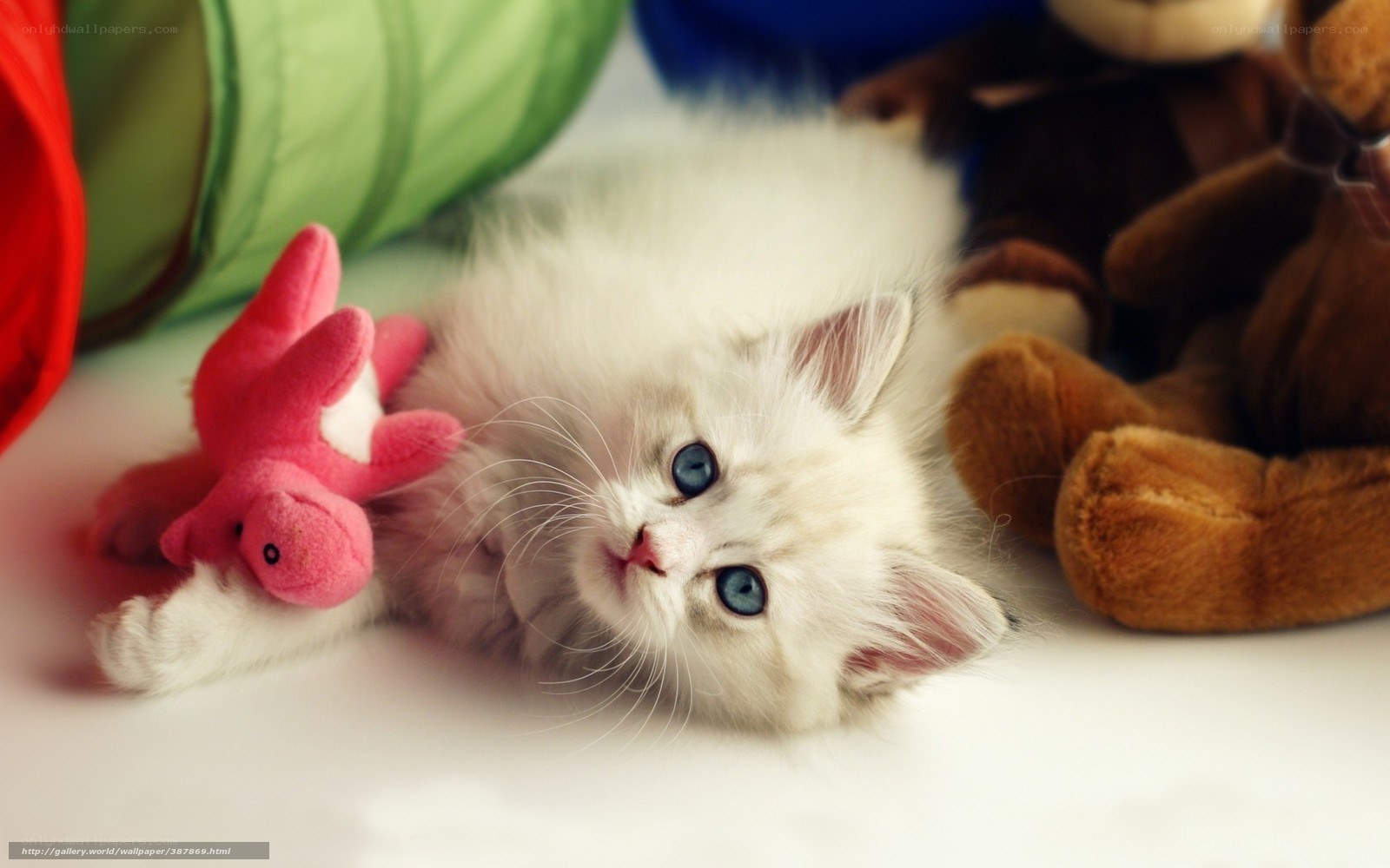 fluffy kitten with toys