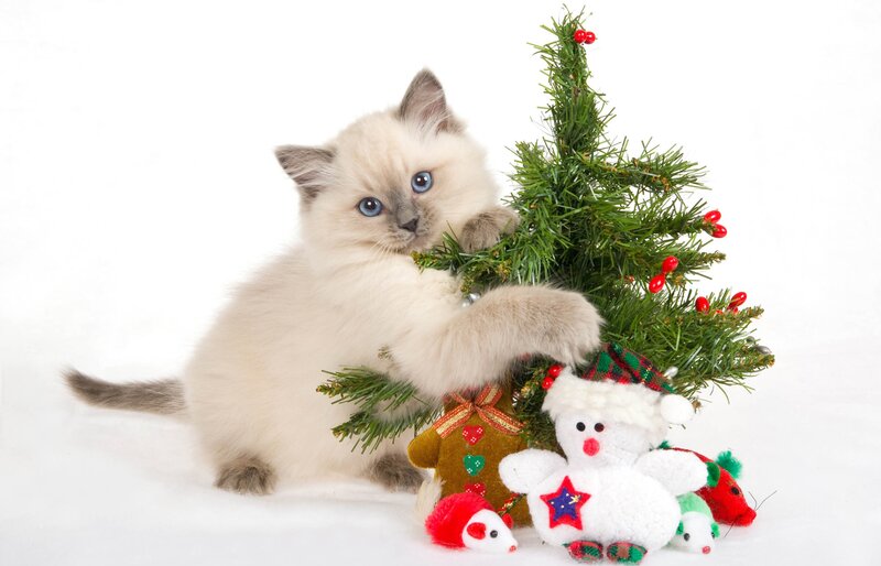 Fluffy Kitten with Tree