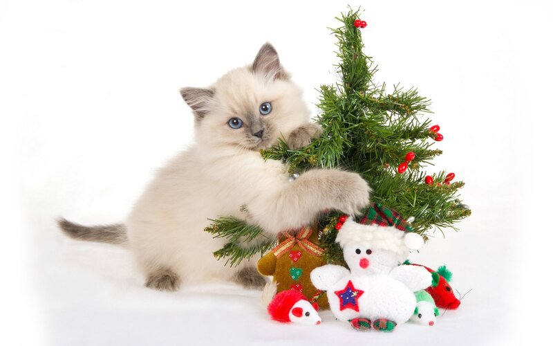 Fluffy Kitten with Tree — White