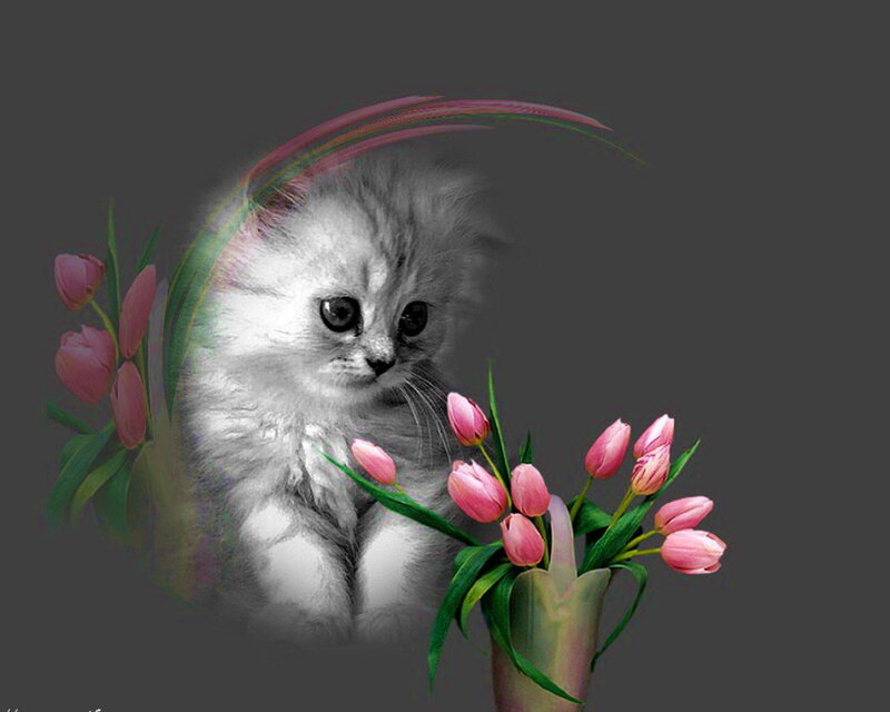 Fluffy Kitten with Tulips — Gray