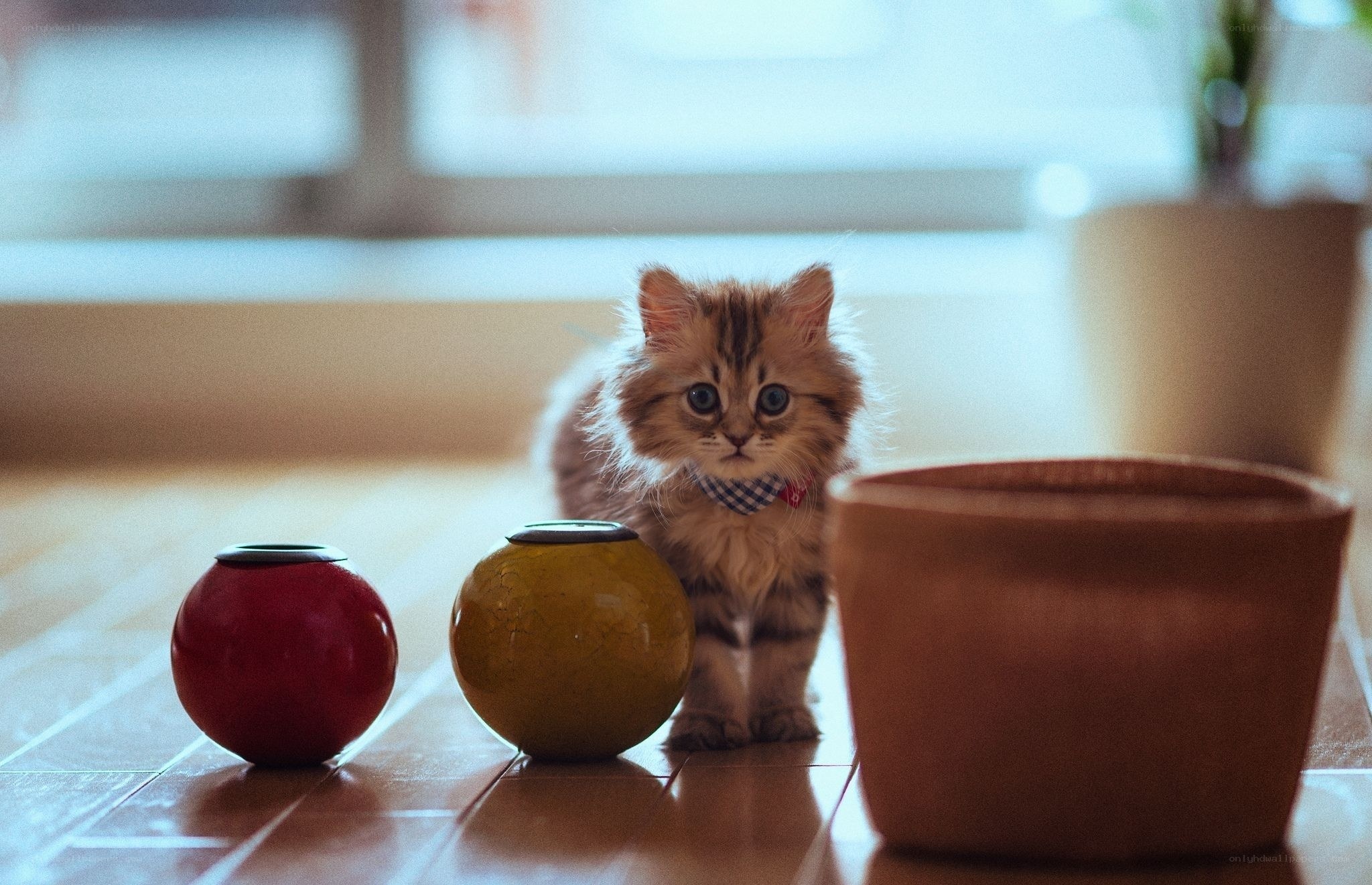 fluffy kitten with vases