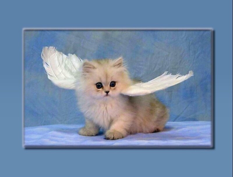 Fluffy Kitten with Wings — Blue