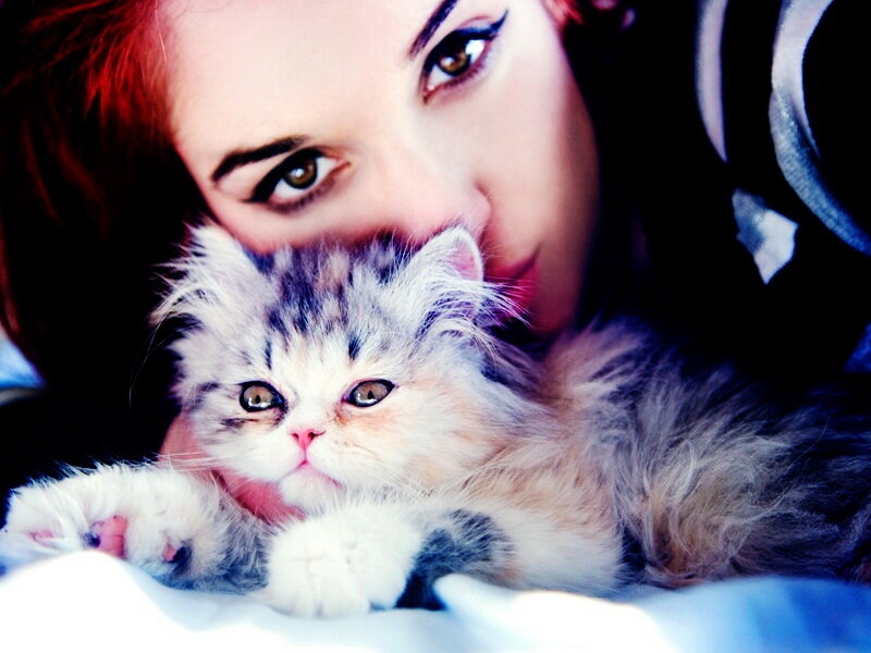 Fluffy Kitten with Woman
