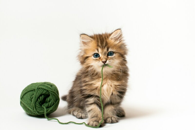 fluffy kitten with yarn