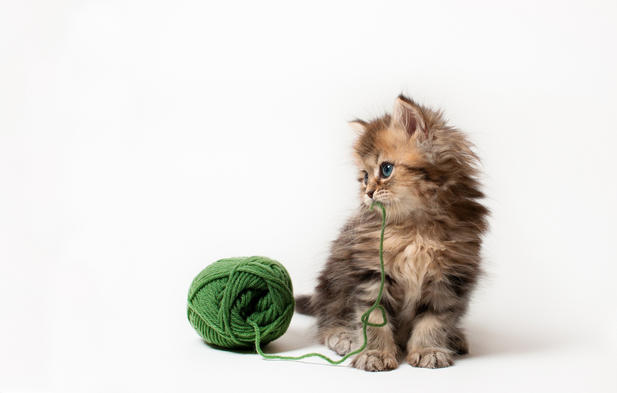fluffy kitten with yarn