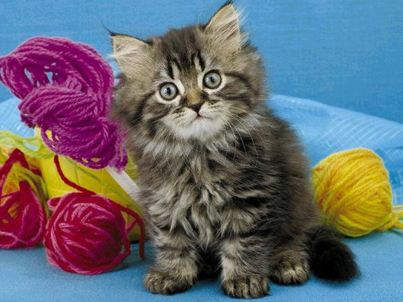 fluffy kitten with yarn