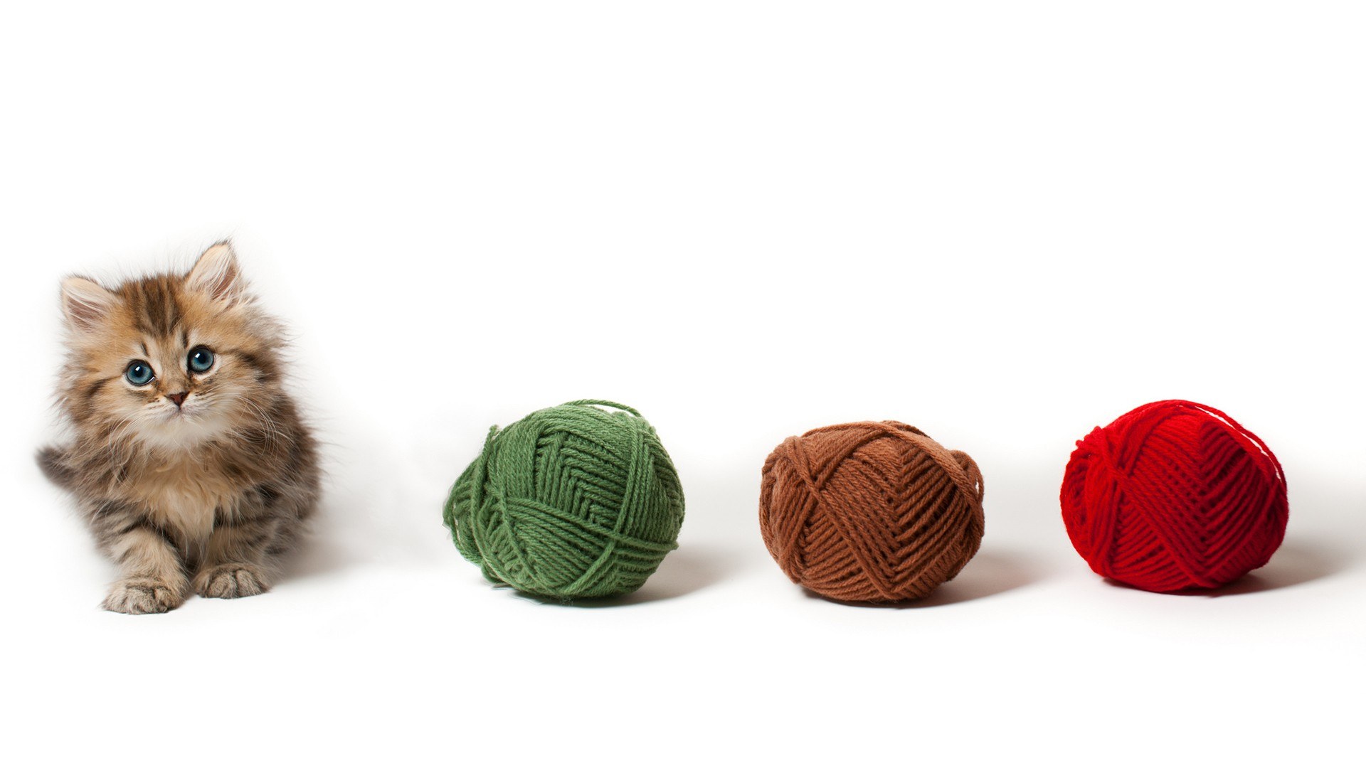 fluffy kitten with yarn balls