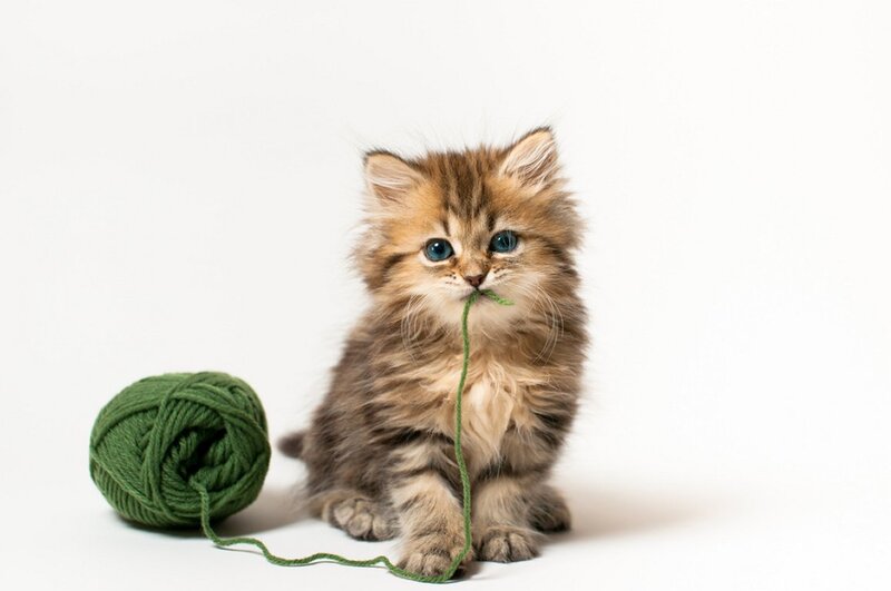 Fluffy Kitten with Yarn — Brown