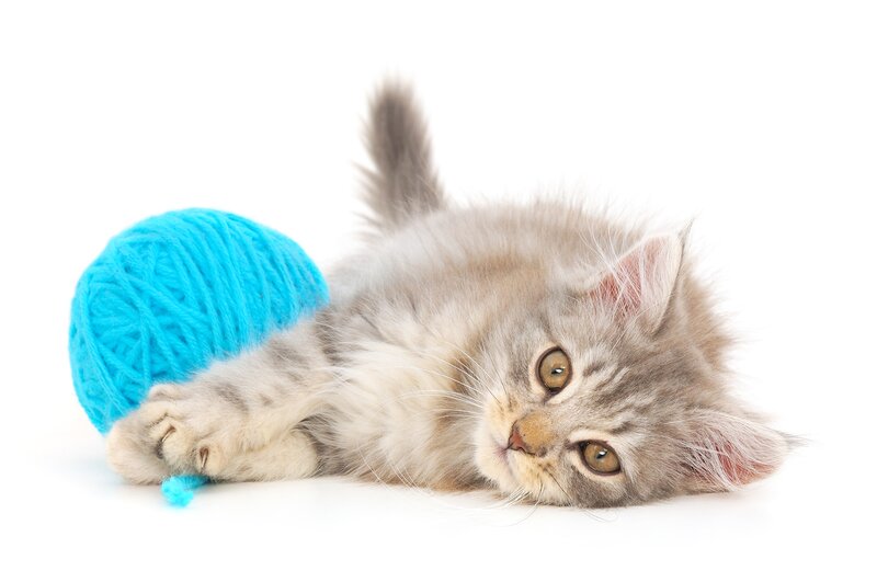 Fluffy Kitten with Yarn — Gray, Playful
