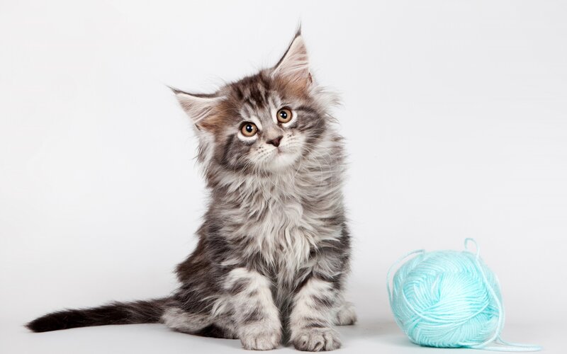 Fluffy Kitten with Yarn — Gray