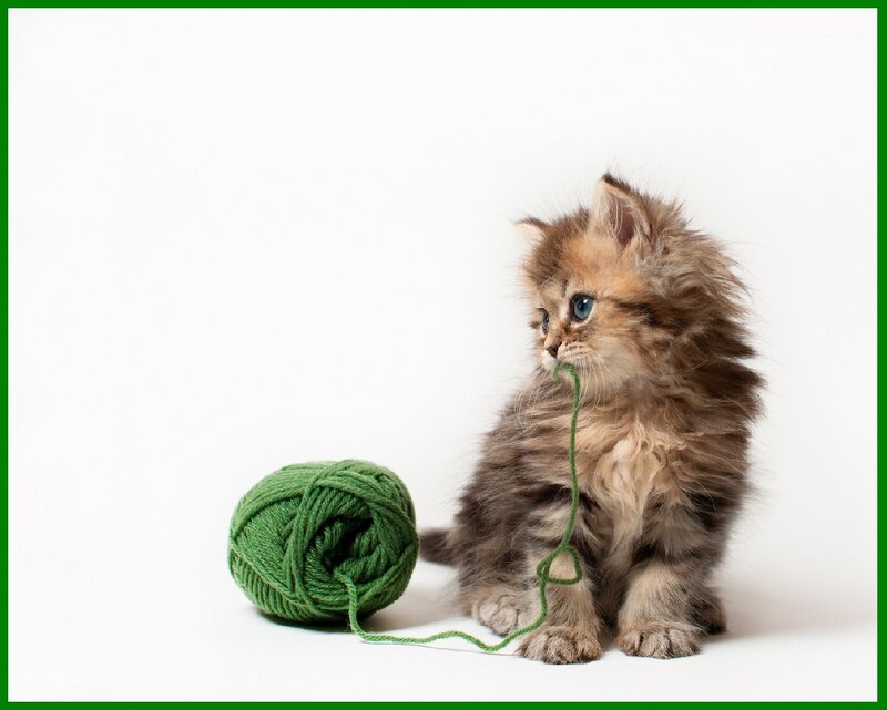 Fluffy Kitten with Yarn — Green